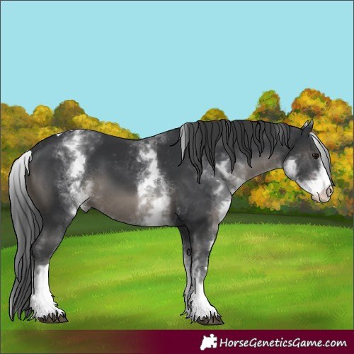 Horse Color:White Spotted Black Tobiano Appaloosa 