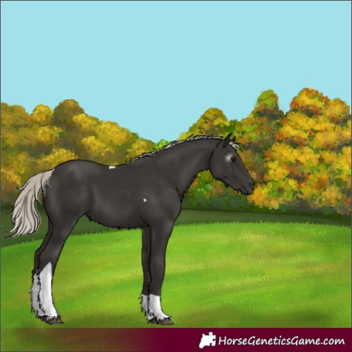 Horse Color:Gray Silver Black Tobiano 