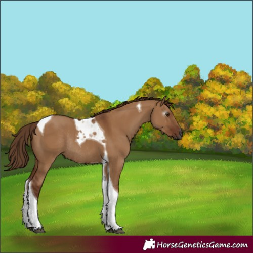Horse Color:Gray Red Dun Tobiano Rabicano