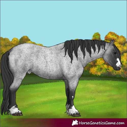 Horse Color:Blue Roan Rabicano