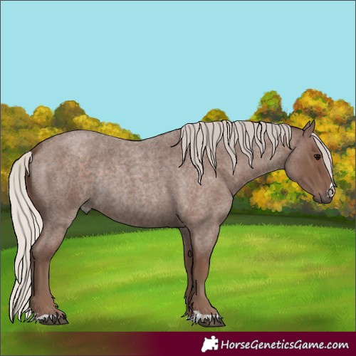 Horse Color:Silver Blue Roan Rabicano