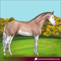 Horse Color:Gold Champagne Mushroom Splash 