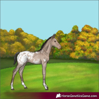 Horse Color:White Spotted Liver Red Dun Sabino Appaloosa 