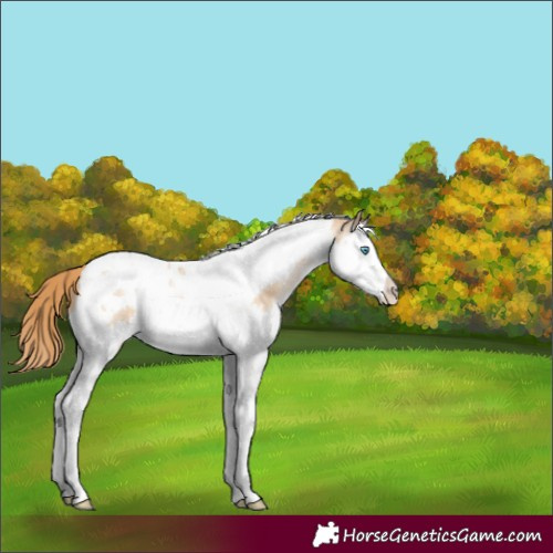 Horse Color:Buckskin Pearl Mushroom Splash Tobiano 