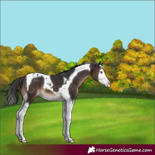 Horse Color:Brown Mushroom Splash Tobiano