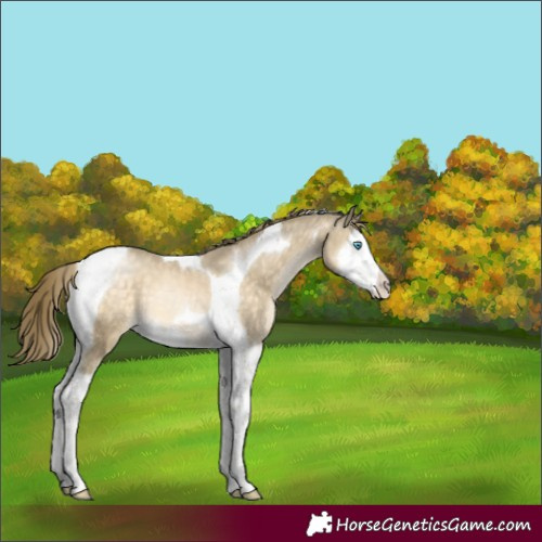 Horse Color:Buckskin Pearl Mushroom Splash Tobiano 
