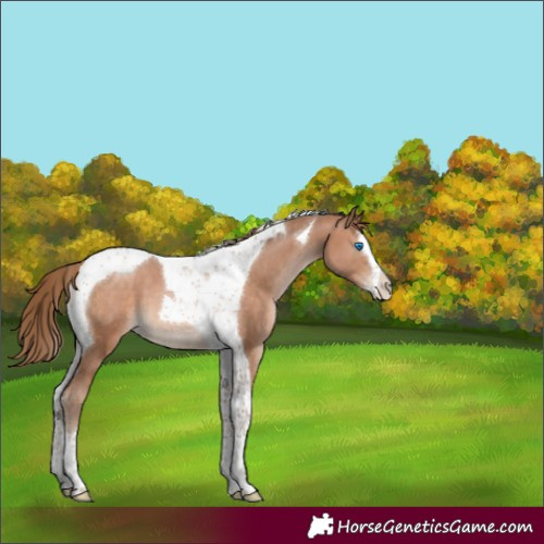 Horse Color:Brown Pearl Mushroom Splash Tobiano