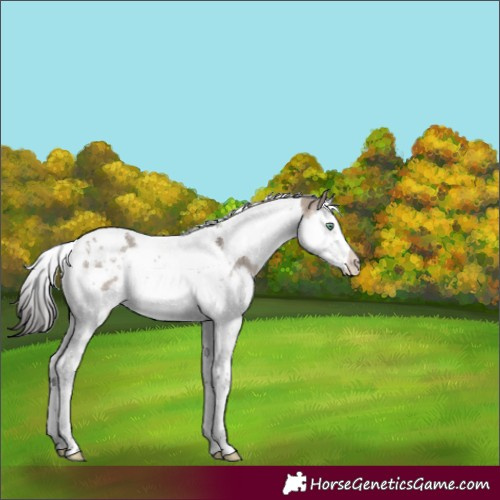 Horse Color:Brown Dun Mushroom Splash Tobiano 