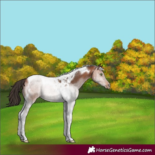 Horse Color:Bay Tobiano 