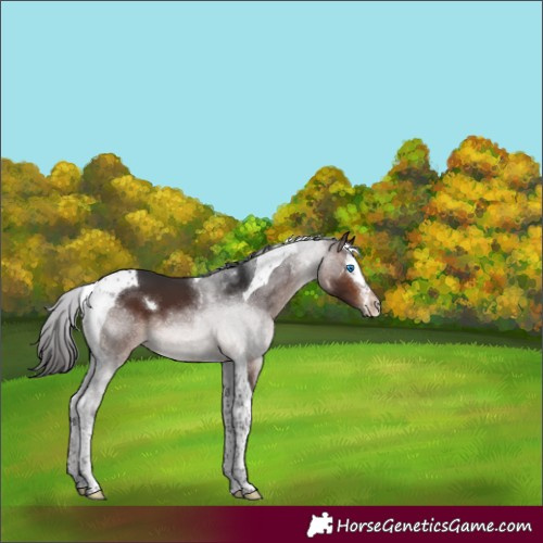 Horse Color:Brown Splash Tobiano 