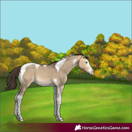 Horse Color:Buckskin Dun Splash Tobiano 