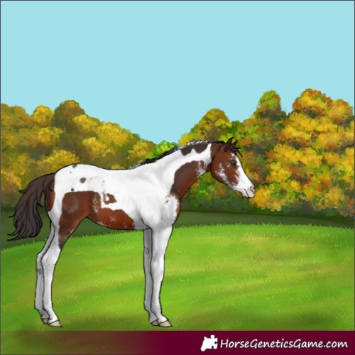 Horse Color:Brown Sabino Tobiano 