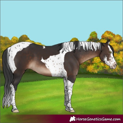 Horse Color:Brown Sabino Splash Tobiano