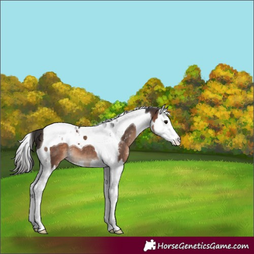 Horse Color:Brown Sabino Splash Tobiano 