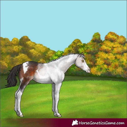 Horse Color:Brown Sabino Tobiano