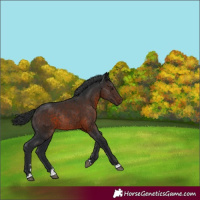 Horse Color:Brown Rabicano 