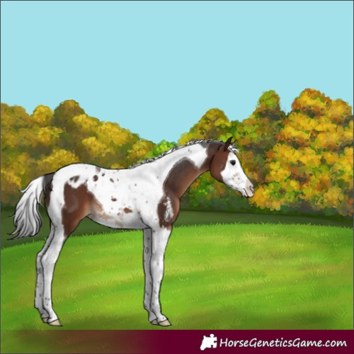 Horse Color:Brown Sabino Splash Tobiano Appaloosa 