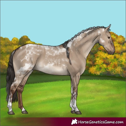 Horse Color:White Spotted Liver Red Dun Tobiano 