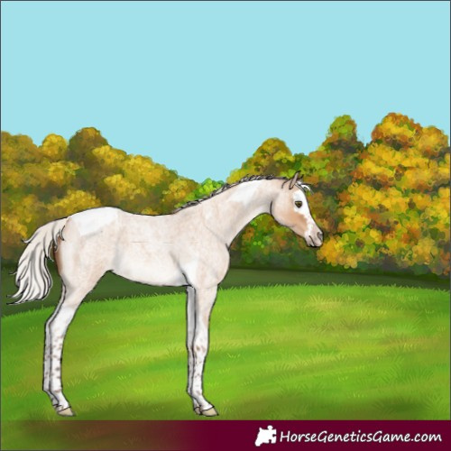 Horse Color:Silver Bay Roan Dun Splash Tobiano 