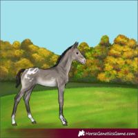 Horse Color:Brown Dun Sabino Varnish 