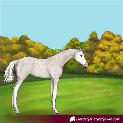 Horse Color:Silver Smoky Grullo Roan Splash 