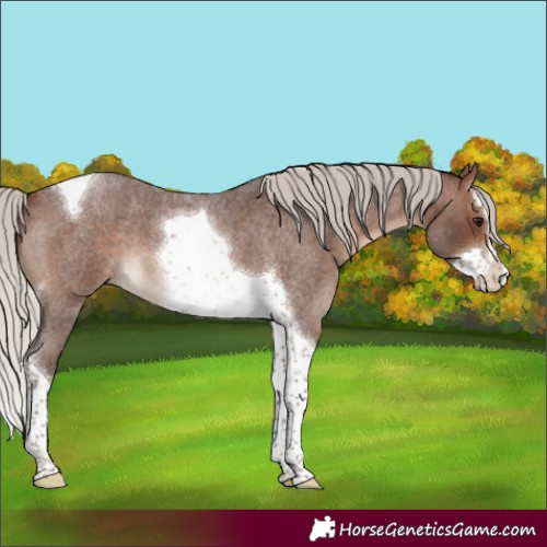 Horse Color:Silver Brown Roan Splash Tobiano 