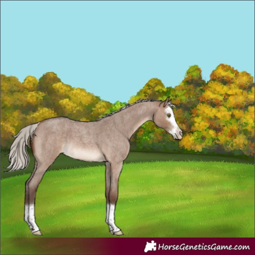Horse Color:Silver Brown Roan Dun Splash