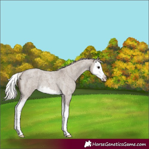 Horse Color:Silver Grullo Roan Splash