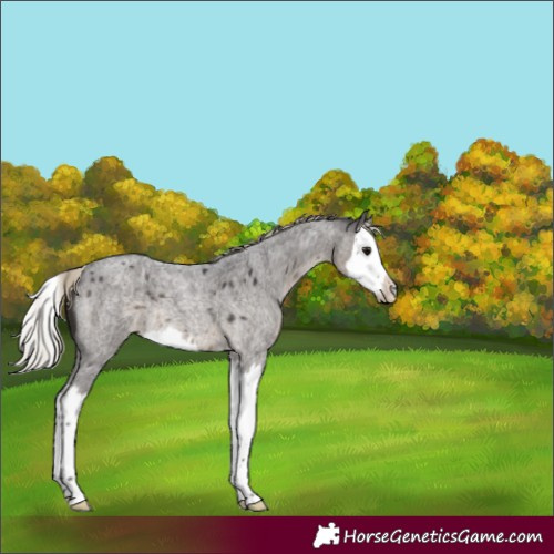 Horse Color:Silver Smoky Blue Roan Splash 