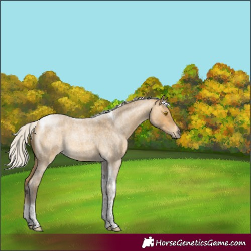 Horse Color:Silver Buckskin Roan Tobiano 