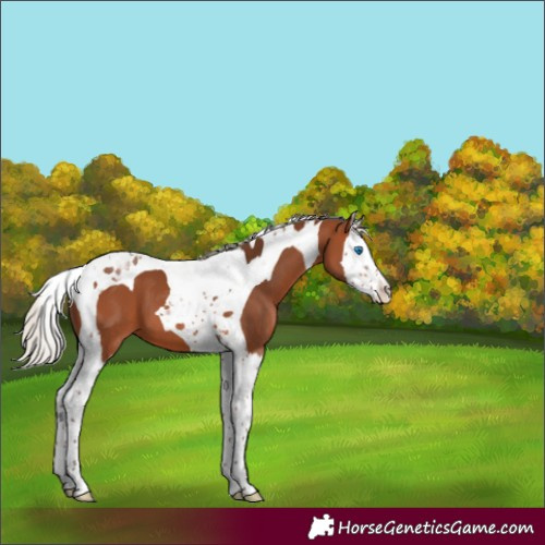 Horse Color:Silver Brown Splash Tobiano 