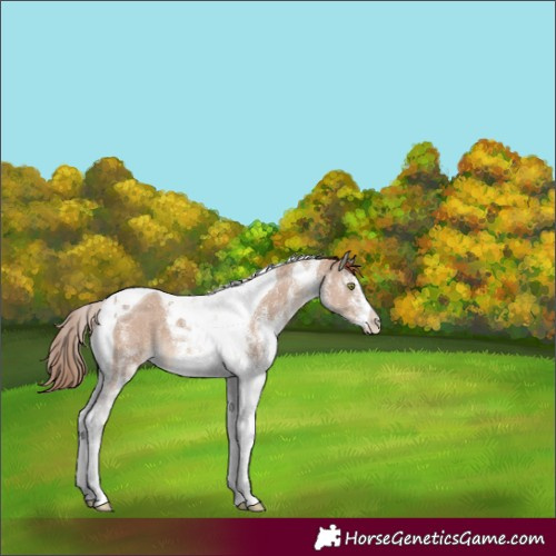 Horse Color:White Spotted Red Dun Tobiano 