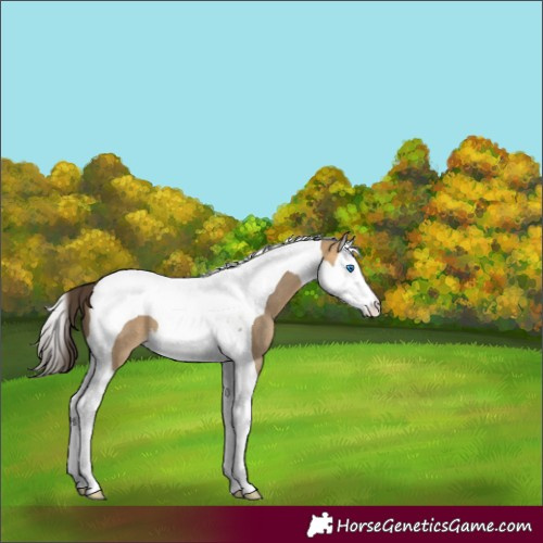 Horse Color:Buckskin Dun Splash Tobiano 