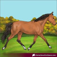 Horse Color:Bay 