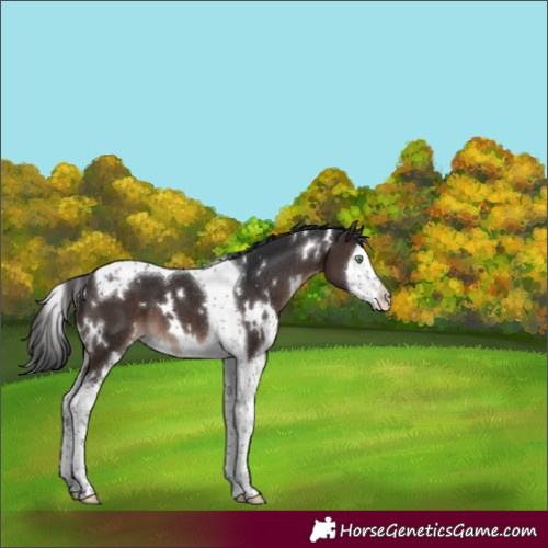 Horse Color:White Spotted Brown Mushroom Splash Tobiano 