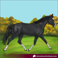 Horse Color:Black 