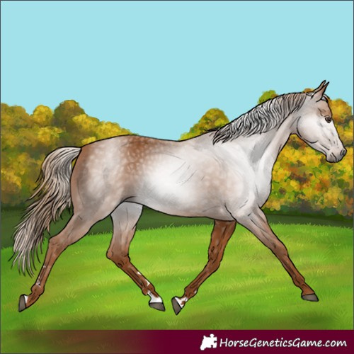 Horse Color:Gray Chestnut 