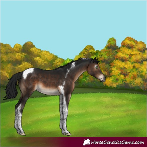 Horse Color:Gray Brown Mushroom Tobiano 