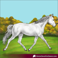 Horse Color:Gray Chestnut 
