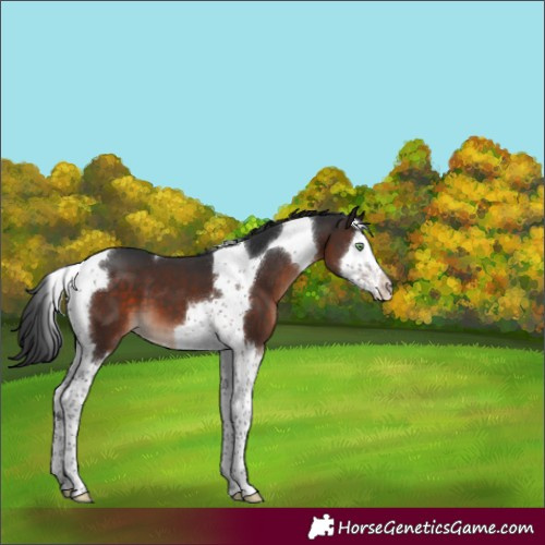 Horse Color:Brown Mushroom Splash Tobiano 