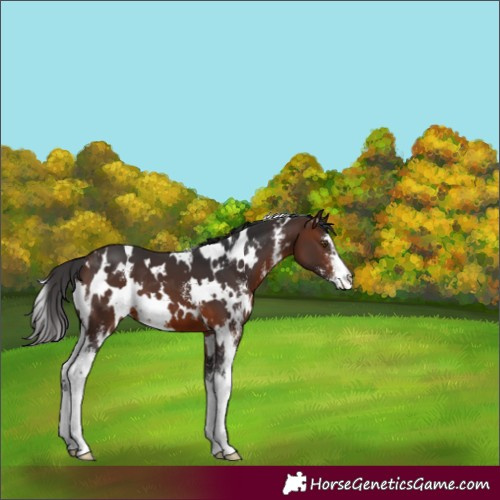 Horse Color:White Spotted Brown Sabino 