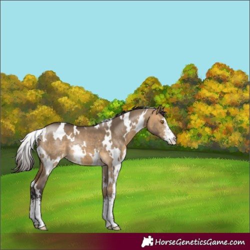 Horse Color:White Spotted Buckskin Dun Sabino 