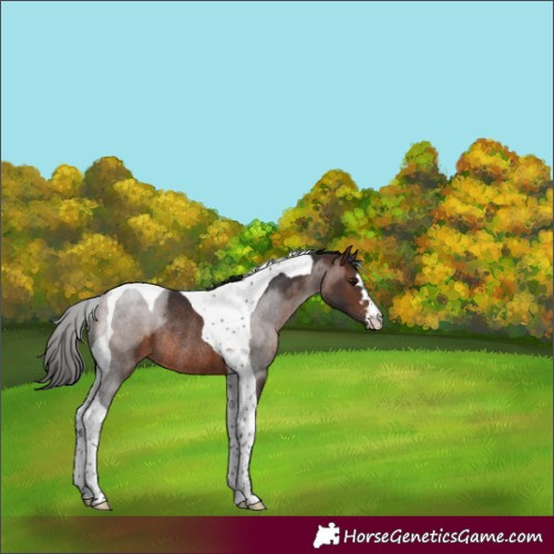 Horse Color:Brown Tobiano Rabicano 