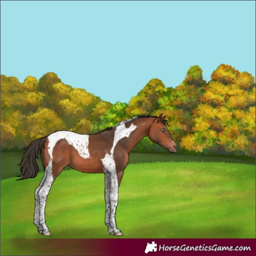 Horse Color:Bay Tobiano 