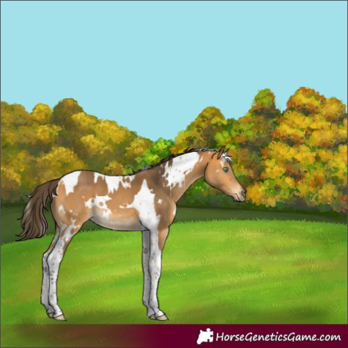 Horse Color:White Spotted Buckskin Tobiano 