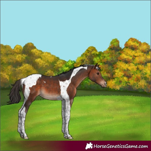 Horse Color:Bay Tobiano 