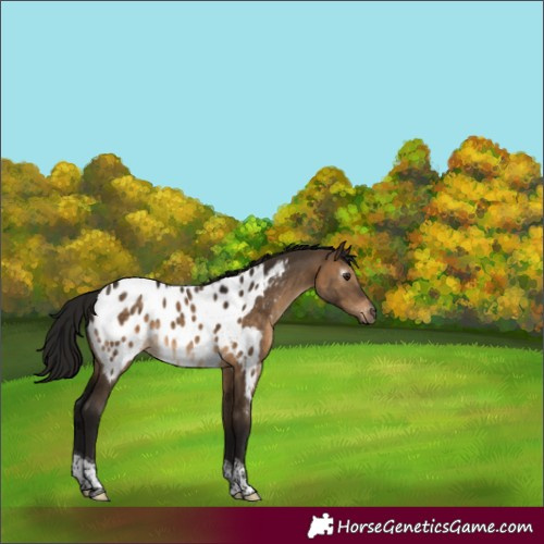 Horse Color:Gray Bay Dun Tobiano Near Leopard Rabicano