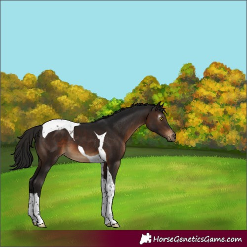 Horse Color:Gray Brown Tobiano Appaloosa