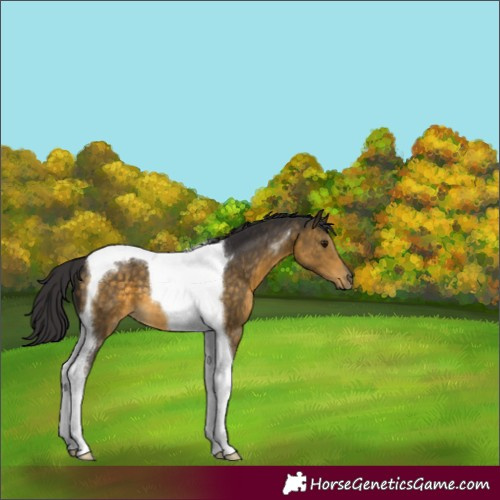 Horse Color:Buckskin Tobiano