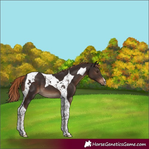 Horse Color:Liver Chestnut Tobiano 